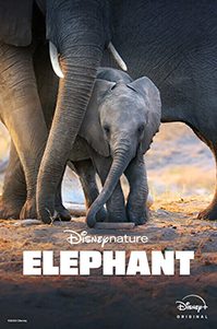 Disneynature_Elephant_poster_rebr_67d45483